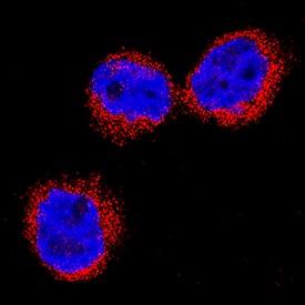 Neutrophil Elastase/ELA2 antibody in THP-1 Human Cell Line by Immunocytochemistry (ICC).