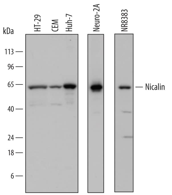 Detection of Human, Mouse, and Rat Nicalin antibody by Western Blot.