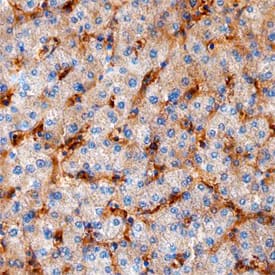 Ninjurin-1 antibody in Human Liver by Immunohistochemistry (IHC-P).