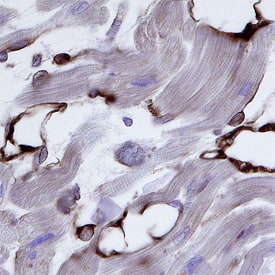 Nogo-B antibody in Human Heart by Immunohistochemistry (IHC-P).
