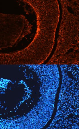 Nogo-B antibody in Mouse Embryonic Retina by Immunohistochemistry (IHC-Fr).