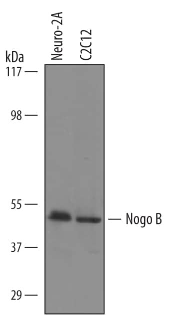 Detection of Mouse Nogo-B antibody by Western Blot.