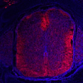 Nogo-A antibody in Rat Embryo by Immunohistochemistry (IHC-Fr).