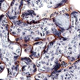 Nope/IGDCC4 antibody in Human Placenta by Immunohistochemistry (IHC-P).