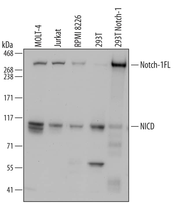 Detection of Human Notch-1.