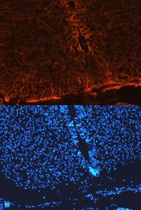 Notch-1 antibody in Mouse Neural Tube by Immunohistochemistry (IHC-Fr).