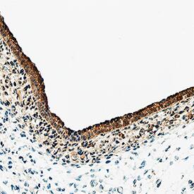 Notch-1 antibody in Rat Embryo by Immunohistochemistry (IHC-P).