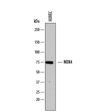 Detection of Human Nox4 antibody by Western Blot.