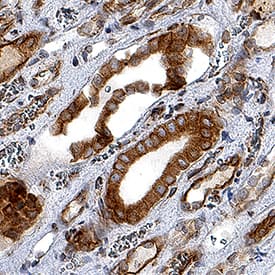 Nox4 antibody in Human Kidney by Immunohistochemistry (IHC-P).