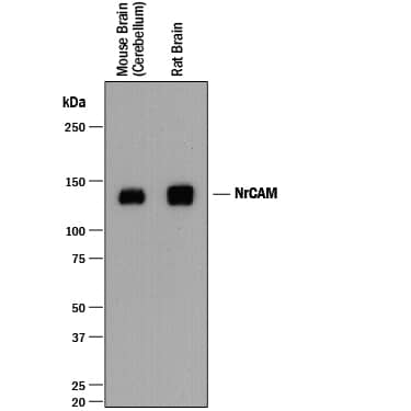 Detection of Mouse and Rat NrCAM antibody by Western Blot.