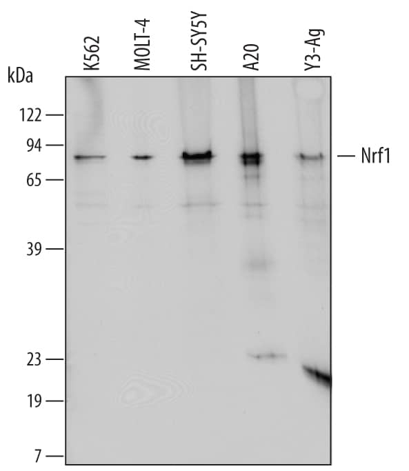 Detection of Human, Mouse, and Rat Nrf1 antibody by Western Blot.