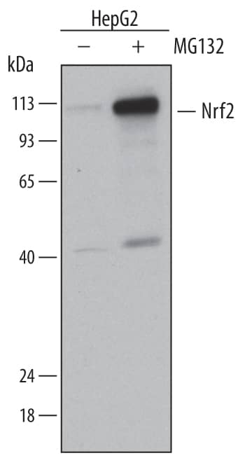 Detection of Human Nrf2 antibody by Western Blot.