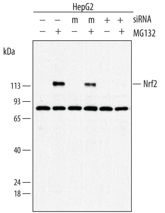 Detection of Human Nrf2 antibody by Western Blot.