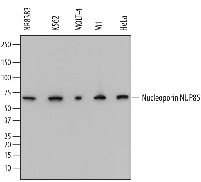 Detection of Human, Mouse, and Rat Nucleoporin NUP85 antibody by Western Blot.