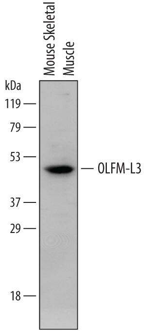 Detection of Mouse OLFM-L3 antibody by Western Blot.