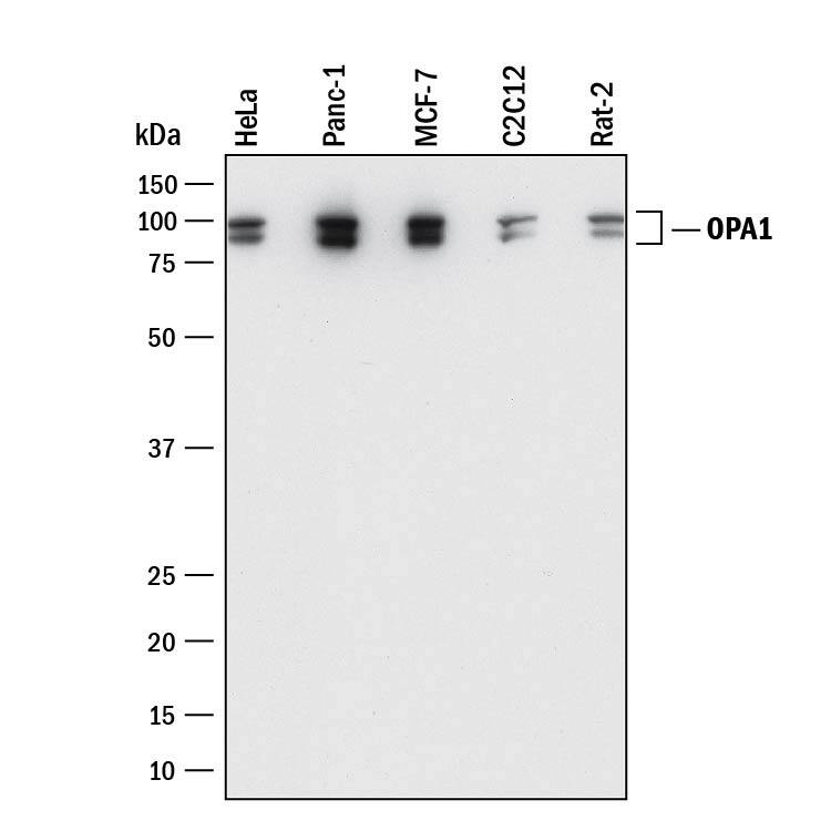 Detection of Human, Mouse, and Rat OPA1 antibody by Western Blot.