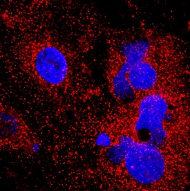 ORM2 antibody in BG01V Human Embryonic Stem Cells by Immunocytochemistry (ICC).