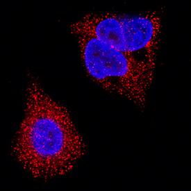 ORM2 antibody in HepG2 Human Cell Line by Immunocytochemistry (ICC).