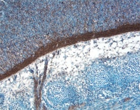 Oncostatin M/OSM antibody in Mouse Embryo by Immunohistochemistry (IHC-Fr).