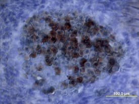 Oncostatin M/OSM antibody in Mouse Embryo by Immunohistochemistry (IHC-Fr).