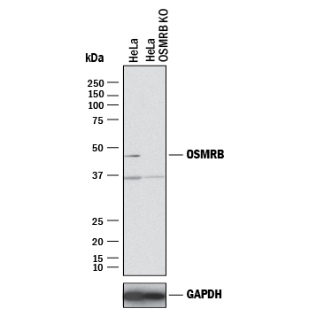 Western Blot Shows Human OSM R beta Antibody Specificity by Using Knockout Cell Line.