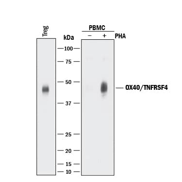 Detection of Human OX40/TNFRSF4 antibody by Western Blot.