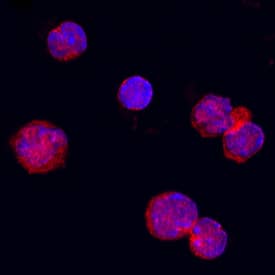 OX40 Ligand/TNFSF4 antibody in Mouse Splenocytes by Immunocytochemistry (ICC).