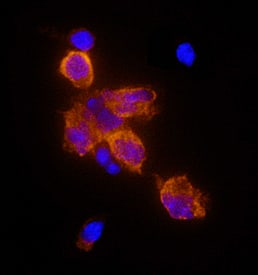 OX40 Ligand/TNFSF4 antibody in Human PBMCs by Immunocytochemistry (ICC).