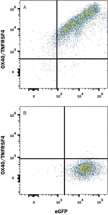 Detection of OX40/TNFRSF4 antibody in HEK293 Human Cell Line Transfected with Human OX40/TNFRSF4 and eGFP antibody by Flow Cytometry.