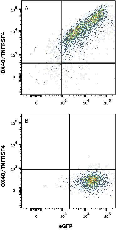 Detection of OX40/TNFRSF4 antibody in HEK293 Human Cell Line Transfected with Human OX40/TNFRSF4 and eGFP antibody by Flow Cytometry.