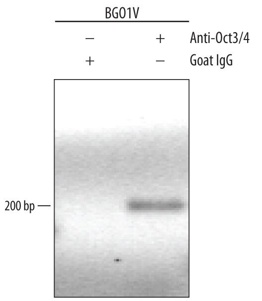 Detection of Oct-3/4-regulated Genes antibody by Chromatin Immunoprecipitation.