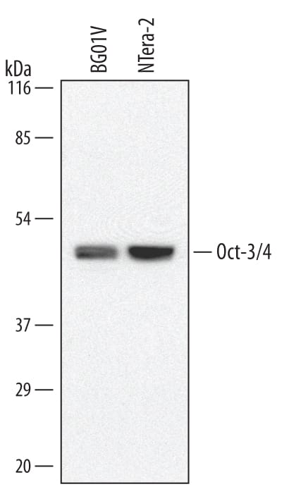 Detection of Human Oct-3/4 antibody by Western Blot.