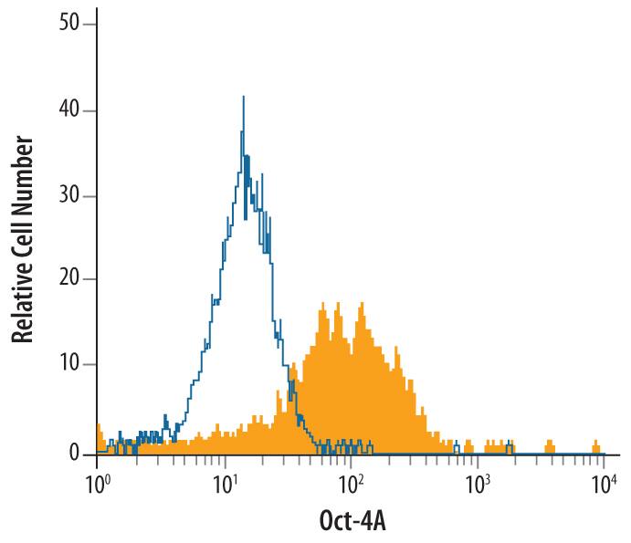 Detection of Oct‑4A in BG01V Human Stem Cells by Flow Cytometry. Detection of Oct-4A antibody in BG01V Human Stem Cells antibody by Flow Cytometry.