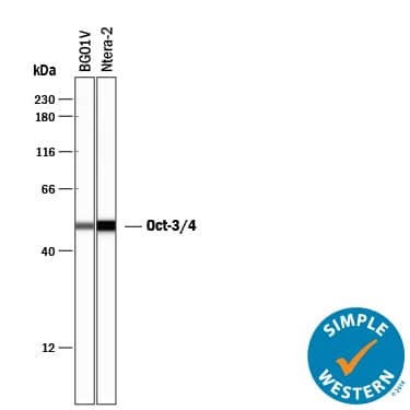 Detection of Human Oct-3/4 antibody by Simple WesternTM.