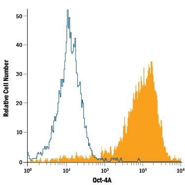 Detection of Oct-4A antibody in BG01V Human Cells antibody by Flow Cytometry.