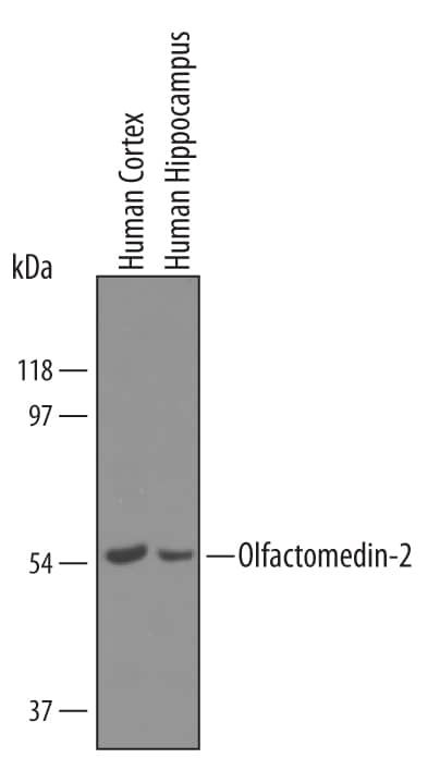 Detection of Human Olfactomedin-2/Noelin-2 antibody by Western Blot.