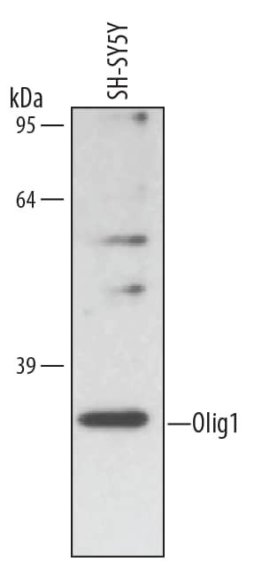 Detection of Human Olig1 antibody by Western Blot.