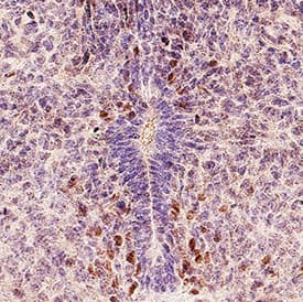 Olig3 antibody in 13 dpc Mouse Embryo Tissue by Immunohistochemistry (IHC-Fr).