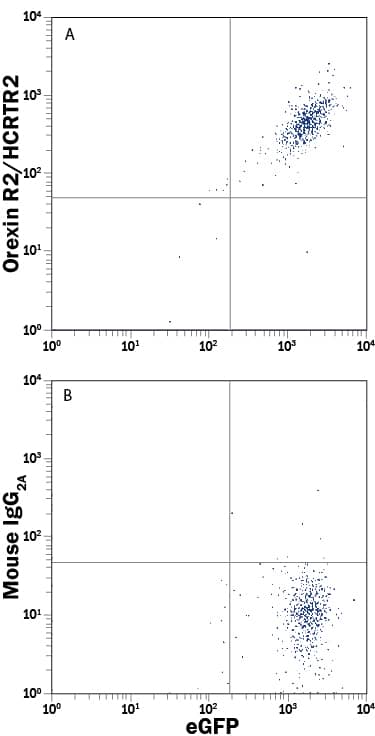 Detection of Orexin R2/HCRTR2 antibody in HEK293 Human Cell Line Transfected with Human Orexin R2/HCRTR2 and eGFP antibody by Flow Cytometry.