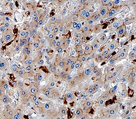 Osteoactivin/GPNMB antibody in Human Liver by Immunohistochemistry (IHC-P).