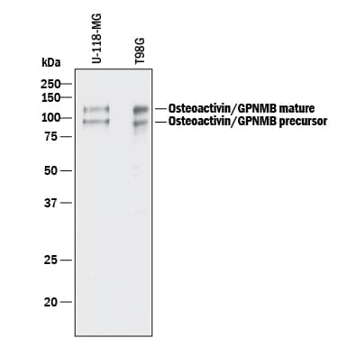 Detection of Human Osteoactivin/GPNMB antibody by Western Blot.