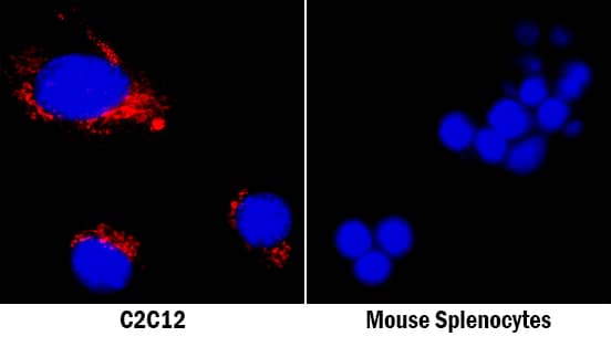 Osteopontin/OPN antibody in C2C12 Mouse Cell Line and Mouse Splenocytes by Immunocytochemistry (ICC).