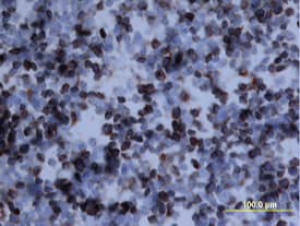 Osteopontin/OPN antibody in Mouse Thymus by Immunohistochemistry (IHC-Fr).