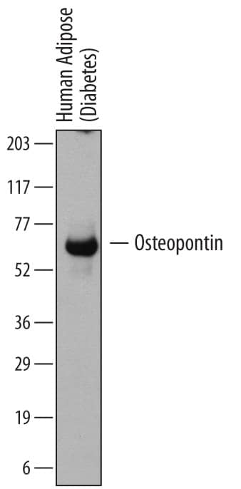 Detection of Human Osteopontin/OPN antibody by Western Blot.