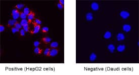 Osteopontin/OPN antibody in HepG2 Human Cell Line by Immunocytochemistry (ICC).