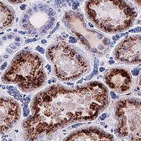 Osteopontin/OPN antibody in Human Kidney by Immunohistochemistry (IHC-P).