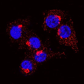 Osteopontin/OPN antibody in RAW 264 by Immunocytochemistry (ICC).7 Mouse Cell Line by Immunocytochemistry (ICC).