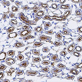 Osteopontin/OPN antibody in Mouse Kidney by Immunohistochemistry (IHC-Fr).