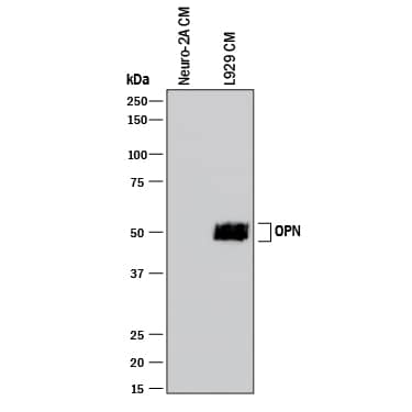 Detection of Mouse Osteopontin/OPN antibody by Western Blot.