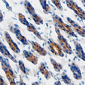 Osteoprotegerin/TNFRSF11B antibody in Mouse Stomach by Immunohistochemistry (IHC-Fr).